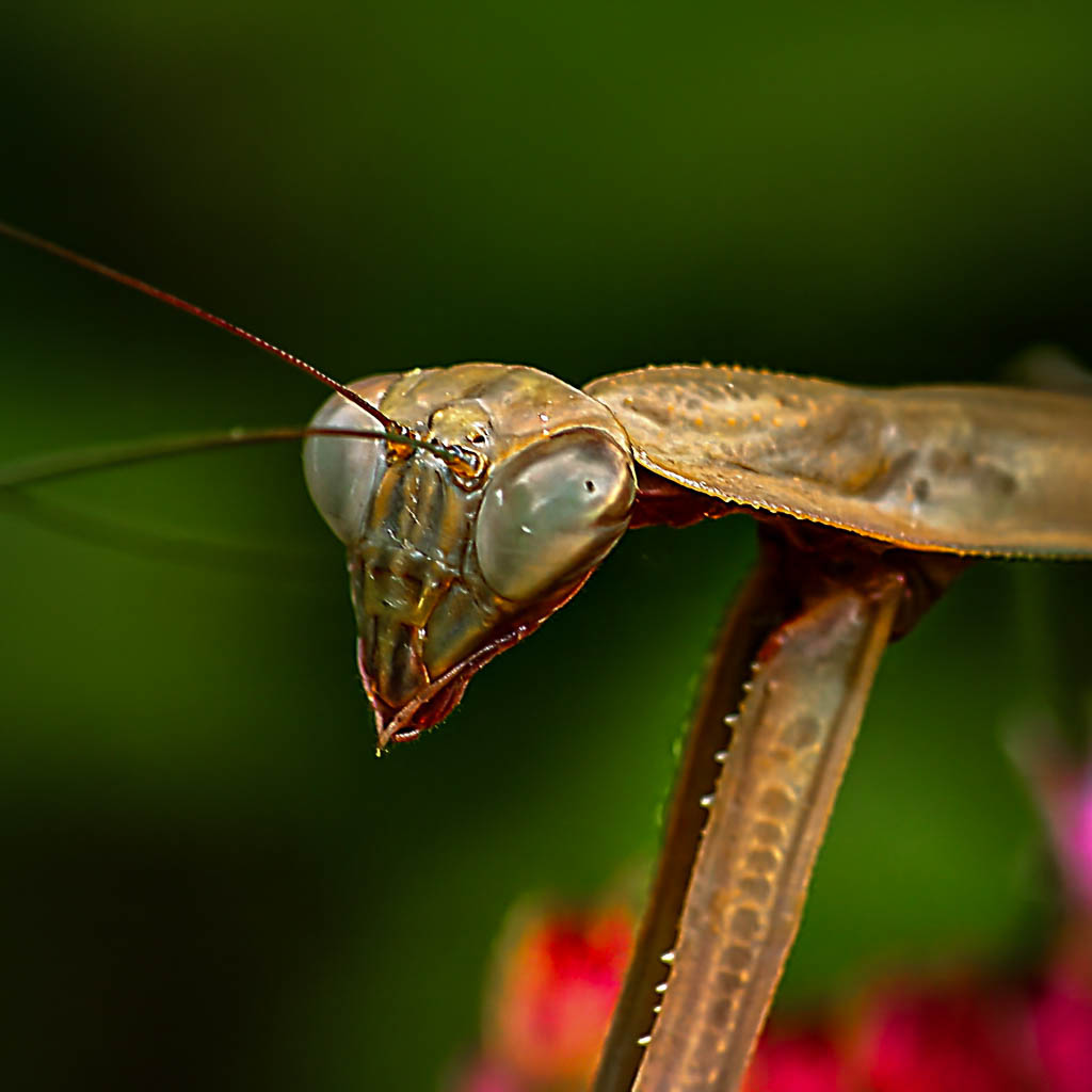 Praying Mantis